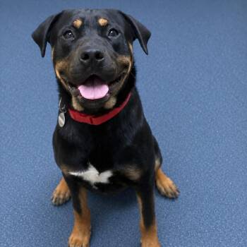 Rottweiler and Mixed Breed Dogs Available for Adoption in Riverside, California - Titan | PetCurious