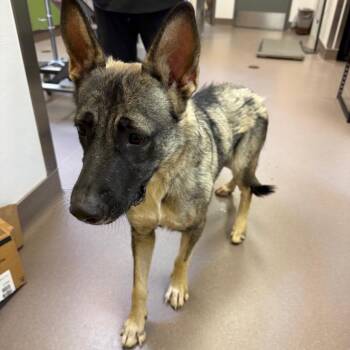 Raksha -  German Shepherd Dog Dog for Adoption in Norman, Oklahoma - Raksha | PetCurious
