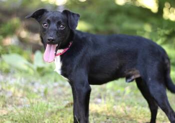 Lucas in NH. Come Meet our Adoptable Dogs Wednesday-Saturday. Mo -  Chihuahua Dog for Adoption in Manchester, New Hampshire - Lucas In NH. Come Meet Our Adoptable Dogs Wednesday-Saturday. Mo | PetCurious