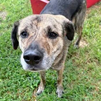 Cherry Pie -  Terrier Dog for Adoption in Brentwood, Missouri - Cherry Pie | PetCurious