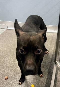 Lidia -  Mixed Breed Dog for Adoption in Munster, Indiana - Lidia | PetCurious