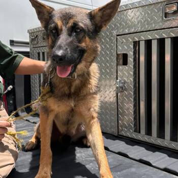 Ashley -  German Shepherd Dog Dog for Adoption in Valley, Alabama - Ashley | PetCurious