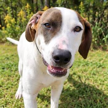 Alfalfa -  Pointer and Hound Dog for Adoption in Foley, Alabama - Alfalfa | PetCurious