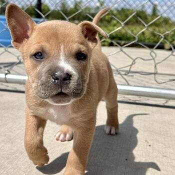 February -  Mixed Breed Dog for Adoption in Matteson, Illinois - February | PetCurious