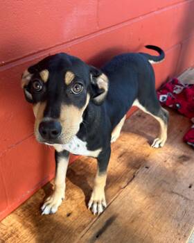 Rescue Coonhound and American Bully Dogs for Adoption in Pensacola, Florida - Bacon | PetCurious