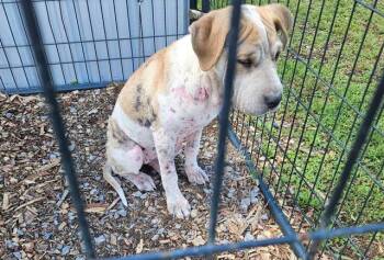 Haven (A sad beginning deserves a happy ending) -  Shar Pei and Mastiff Dog for Adoption in Conway, South Carolina - Haven (A Sad Beginning Deserves A Happy Ending) | PetCurious