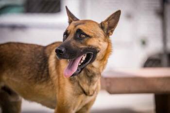 Wiley -  Dutch Shepherd Dog for Adoption in Hamilton, Montana - Wiley | PetCurious