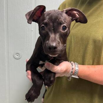 Rajah -  Pit Bull Terrier Dog for Adoption in Columbia, Missouri - Rajah | PetCurious