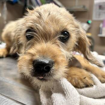 Rat Terrier and Rottweiler Dogs Available for Adoption - Teddy | PetCurious