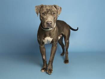 JOHN -  Pit Bull Terrier Dog for Adoption in Phoenix, Arizona - JOHN | PetCurious