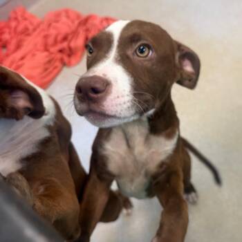 Beach Bum -  Mixed Breed Dog for Adoption in Springboro, Ohio - Beach Bum | PetCurious