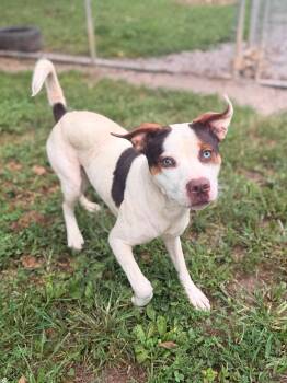 Trixy -  Mixed Breed Dog for Adoption in Leitchfield, Kentucky - Trixy | PetCurious