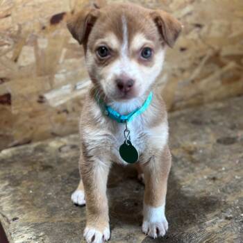 Mixed Breed Dogs Available for Adoption - Wind | PetCurious