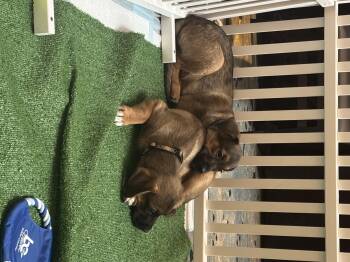 Shepherd Dogs Available for Adoption - Finn (Mark’s 9 Shep Mixes) (white Toes) | PetCurious