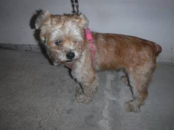 Yorkshire Terrier and Mixed Breed Dogs Available for Adoption - CUDDLES | PetCurious