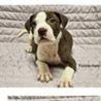 Fozzie -  Terrier Dog for Adoption in Tampa, Florida - Fozzie | PetCurious