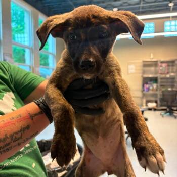 PineCone -  Mixed Breed Dog for Adoption in Huntington, West Virginia - PineCone | PetCurious