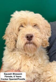 Squash Blossom -  Cockapoo Dog for Adoption in Blue Springs, Missouri - Squash Blossom | PetCurious