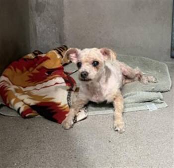 JACKSON -  Poodle Dog for Adoption in San Bernardino, California - JACKSON | PetCurious