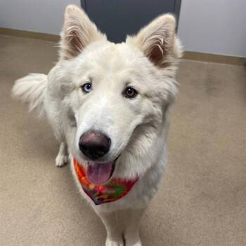 SUMMIT -  Siberian Husky and Mixed Breed Dog for Adoption in Aurora, Colorado - SUMMIT | PetCurious