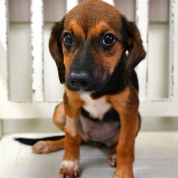 Wings A- 143544 -  Beagle Dog for Adoption in Silsbee, Texas - Wings A- 143544 | PetCurious