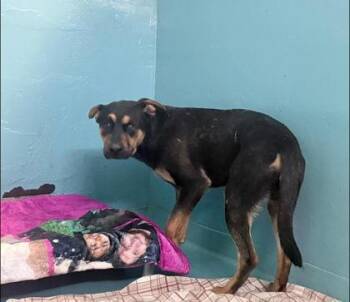 Toro -  Mixed Breed Dog for Adoption in Hobart, Indiana - Toro | PetCurious