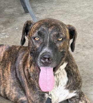 Alfred - well behaved - good with kids and dogs -  Hound Dog for Adoption in Andover, Massachusetts - Alfred - Well Behaved - Good With Kids And Dogs | PetCurious