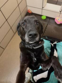 Labrador Retriever Dogs Available for Adoption - MAX | PetCurious