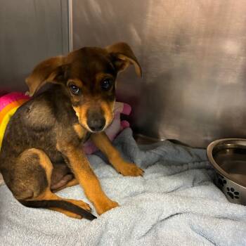 Frodo -  Shepherd and Labrador Retriever Dog for Adoption in Marysville, Ohio - Frodo | PetCurious