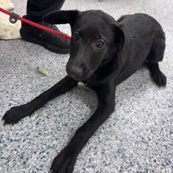 Nyx -  German Shepherd Dog and Mixed Breed Dog for Adoption in Chicago, Illinois - Nyx | PetCurious