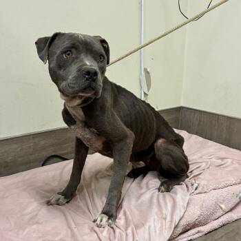 Buttercup -  Pit Bull Terrier Dog for Adoption in Pasadena, California - Buttercup | PetCurious