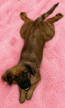 Cuddle Bug Dizzy -  Dachshund Dog for Adoption in Cuyahoga Falls, Ohio - Cuddle Bug Dizzy | PetCurious