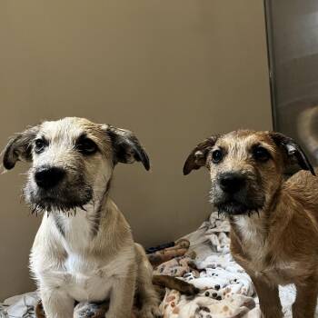 Mable -  Terrier Dog Available for Adoption in Palm Springs, California - Mable | PetCurious