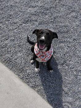 Black Labrador Retriever Dogs Available for Adoption in Marion, North Carolina - Pumba | PetCurious