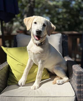 Rescue Labrador Retriever Dogs for Adoption in Denton, Texas - Caper | PetCurious