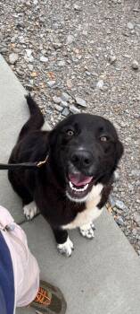 Rescue Black Labrador Retriever Dogs for Adoption in Taylorsville, Kentucky - Skye | PetCurious