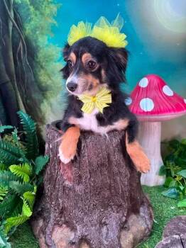 Pixie -  Australian Shepherd Dog for Adoption in Winchester, Kentucky - Pixie | PetCurious