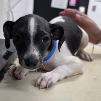 Lincoln -  Chihuahua and Mixed Breed Dog for Adoption in Ardmore, Oklahoma - Lincoln | PetCurious