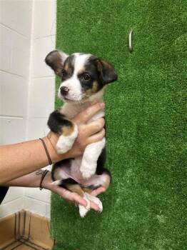 Daisy-ADOPTED -  Cardigan Welsh Corgi and Mixed Breed Dog for Adoption in Gainesville, Florida - Daisy-ADOPTED | PetCurious