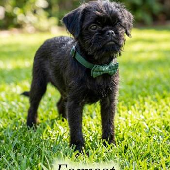 Pug and Brussels Griffon Dogs Available for Adoption in Las Vegas, Nevada - Forrest Gump | PetCurious