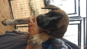 Rescue Border Collie and Belgian Shepherd Malinois Dogs for Adoption in Anton, Texas - Boy 7/12 | PetCurious