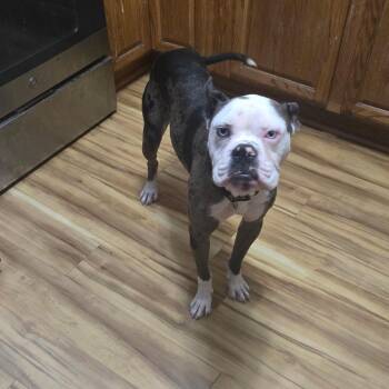 Rescue Boxer Dogs for Adoption in Racine, Wisconsin - Odd Thomas | PetCurious