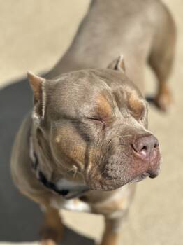 Rescue American Staffordshire Terrier Dogs for Adoption in Tulsa, Oklahoma - Bridgette | PetCurious