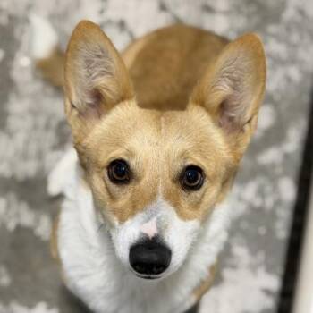 Shokupan -  Cardigan Welsh Corgi Dog for Adoption in Sacramento, California - Shokupan | PetCurious
