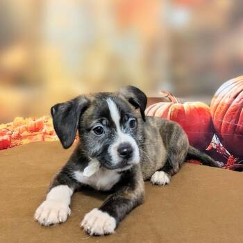 Dion -  Mixed Breed Dog for Adoption in Griswold, Connecticut - Dion | PetCurious