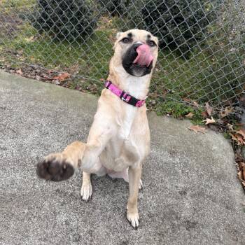 Anatolian Shepherd and Mixed Breed Dogs Available for Adoption - AVI | PetCurious