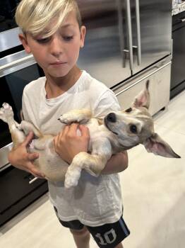 Ryder -  Dachshund Dog for Adoption in San Diego, California - Ryder | PetCurious