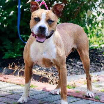 Sketti -  American Staffordshire Terrier and Mixed Breed Dog for Adoption - Sketti | PetCurious