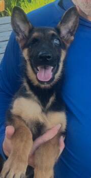 German Shepherd Dog Dogs Available for Adoption in Toronto, Ontario - Lucy | PetCurious