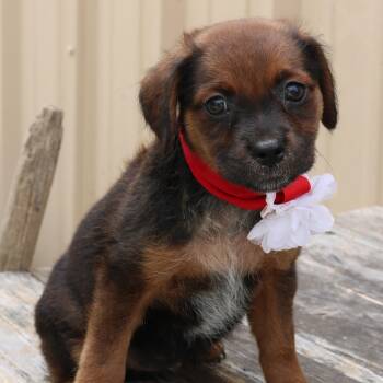 Australian Cattle Dog Blue Heeler Dogs Available for Adoption in Bandera, Texas - Annabelle | PetCurious
